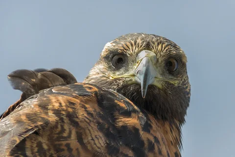 aguila mora retrato 2632