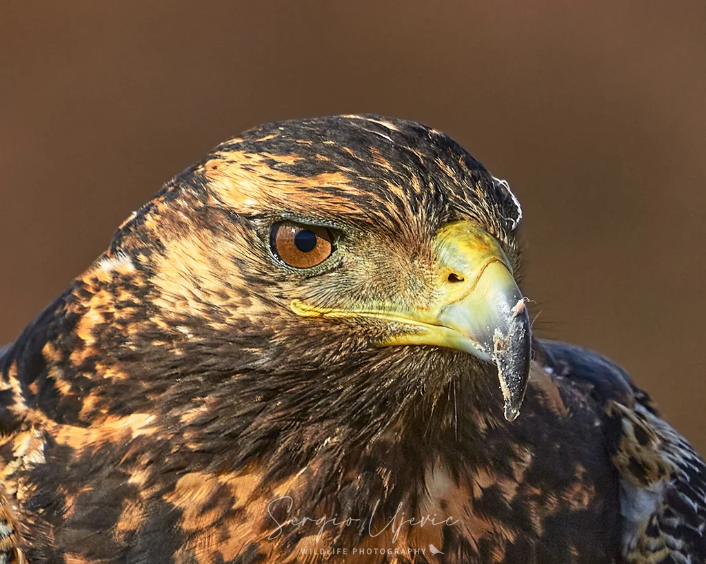 Aves