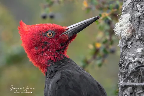 carpintero negro 2043