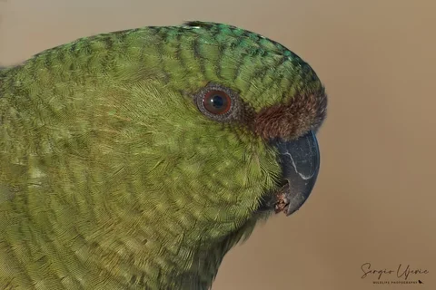cachaña austral 9265