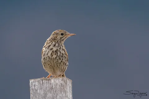 bailarin chico 6300