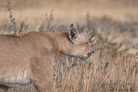 puma retrato 7836