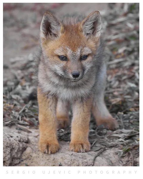 zorrito G0A2980
