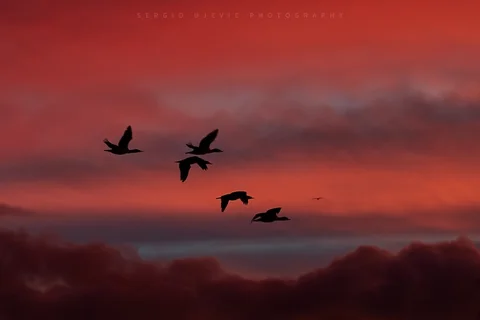 amanecer 9650